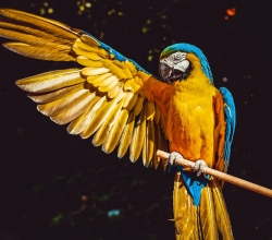Yellow Parrot For Sale