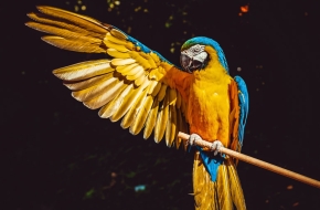 Yellow Parrot For Sale